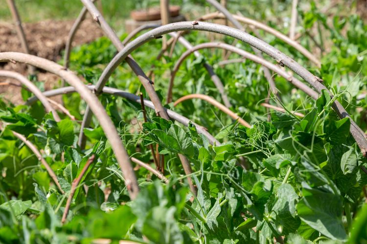 pied-dans-le-potager-petit-pois-2